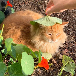 Meet your Posher, Ariel